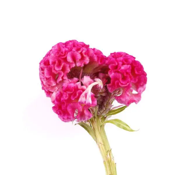 A close up of the flower of a pink carnation.