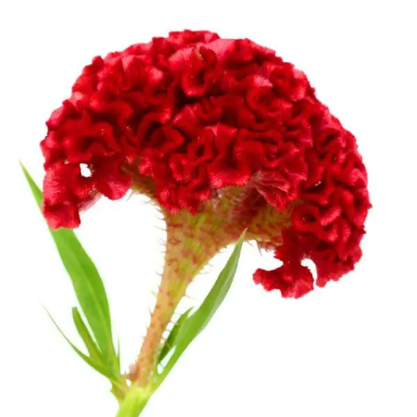 A red flower with green leaves on it.