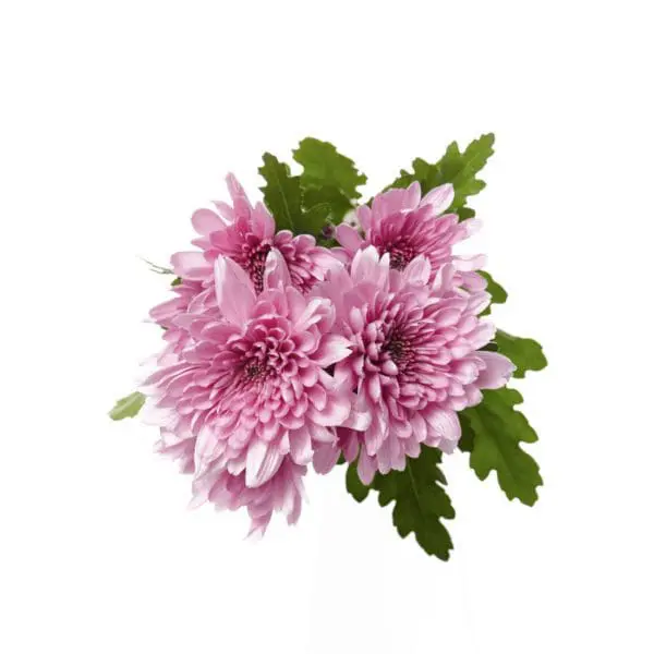 A close up of some flowers on a white background