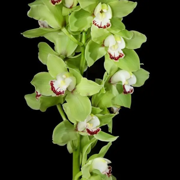 A close up of green flowers with red centers