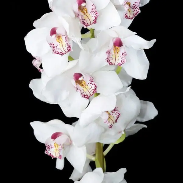 A close up of some white flowers on a black background