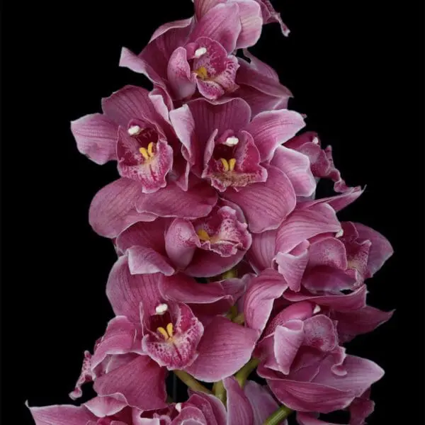 A close up of some purple flowers on a black background