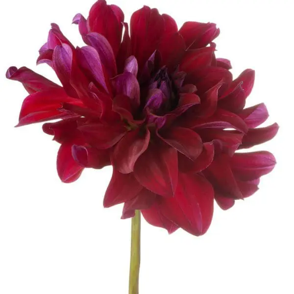 A red flower with purple petals on a stem.