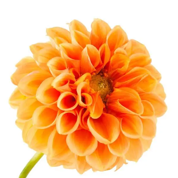 A close up of the flower head of an orange dahlia.