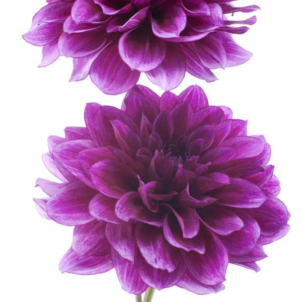 Two purple flowers are shown side by side.