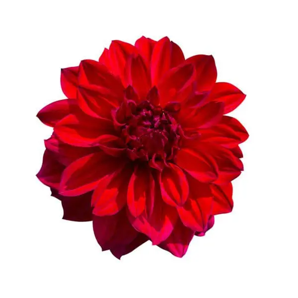 A red flower with purple tips on it's petals.