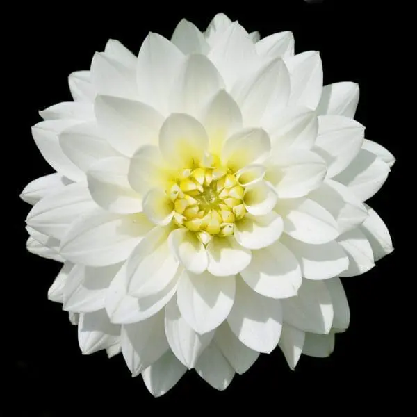 A white flower with yellow center on black background.