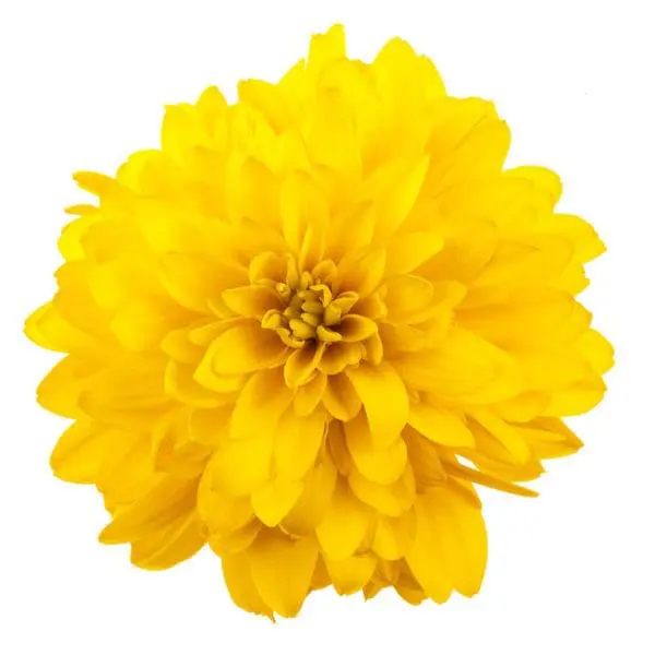 A yellow flower with a white background