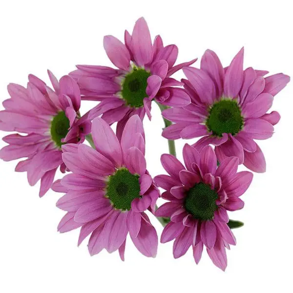 A group of purple flowers with green centers.