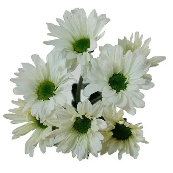 A bunch of white flowers with green centers.