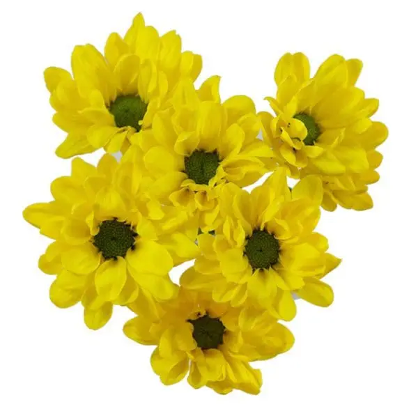 A group of yellow flowers with green centers.