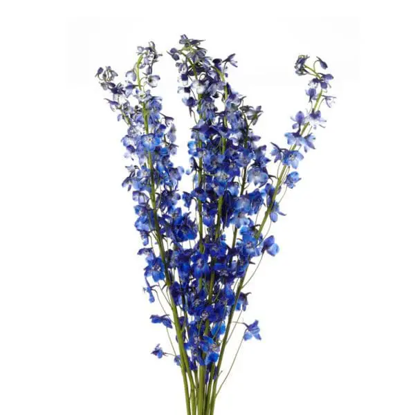 A bunch of blue flowers are in a vase