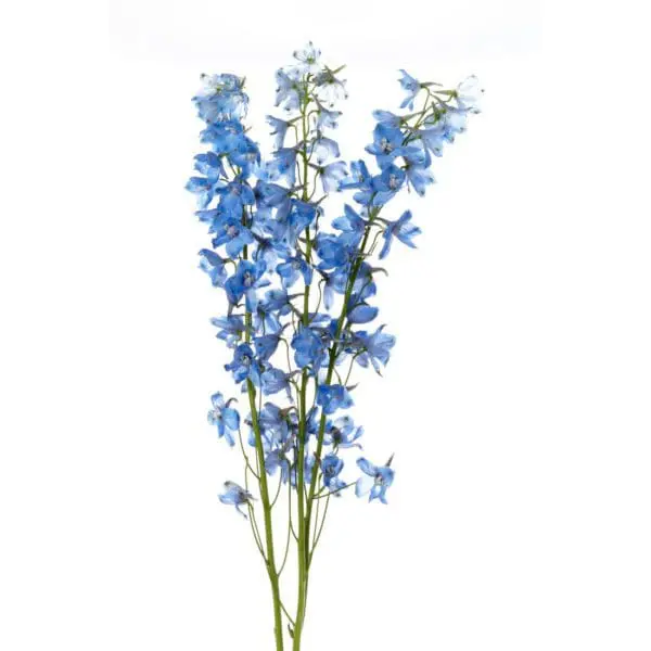 A bunch of blue flowers on a white background