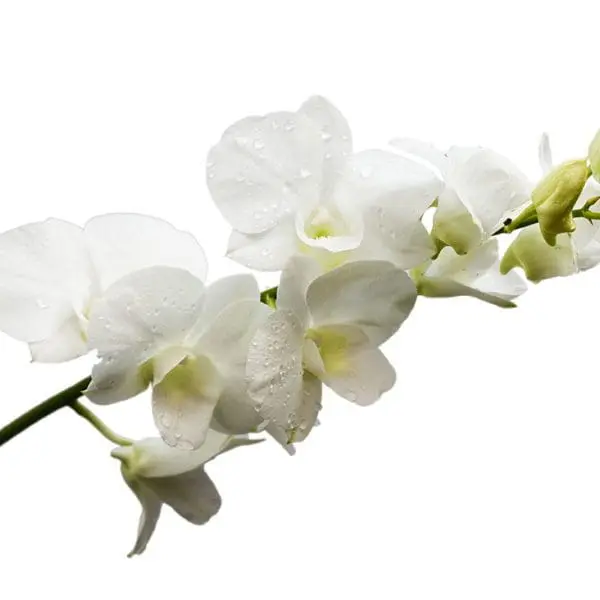 A close up of some white flowers on a branch