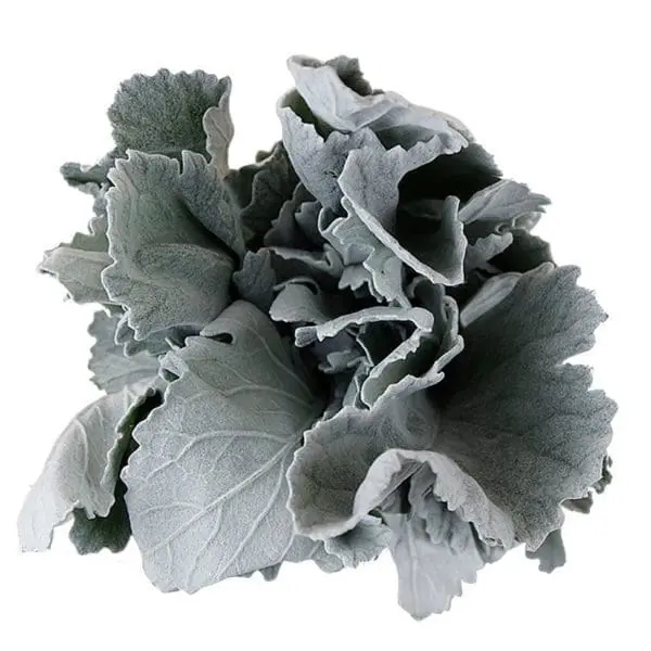 A close up of some leaves on a white background