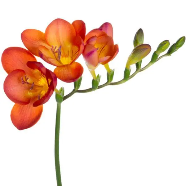 A close up of some flowers on a white background