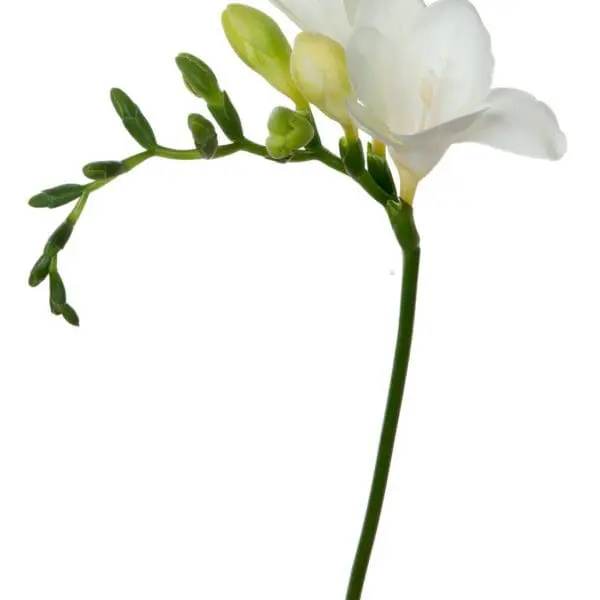 A white flower with green stems and leaves.