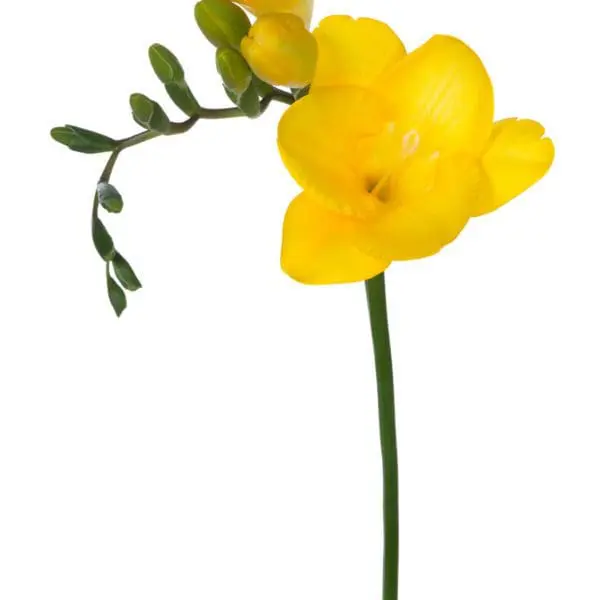 A yellow flower with green stems and leaves.