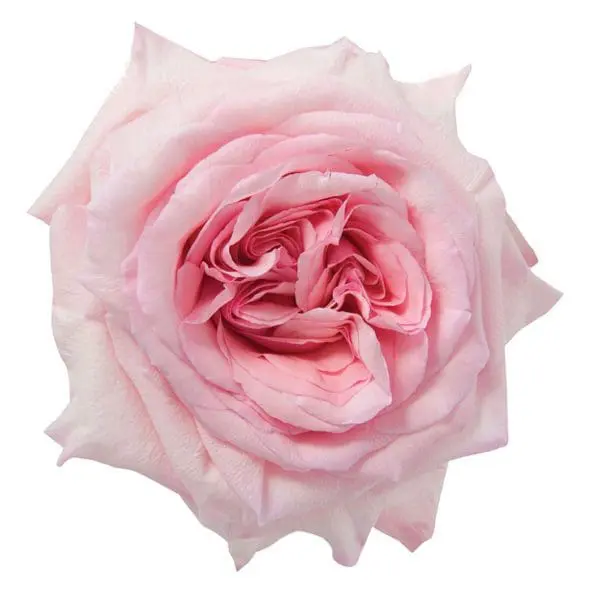 A pink rose is shown in this image.