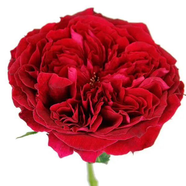 A red rose is shown on the white background.