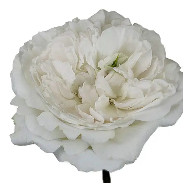 A white flower with green stem and leaves.