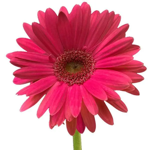 A pink flower with green stem and center