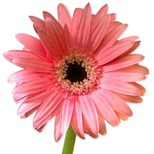 A pink flower with green stem and center.