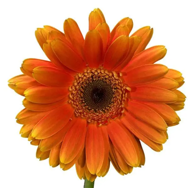 A close up of the center of an orange flower.