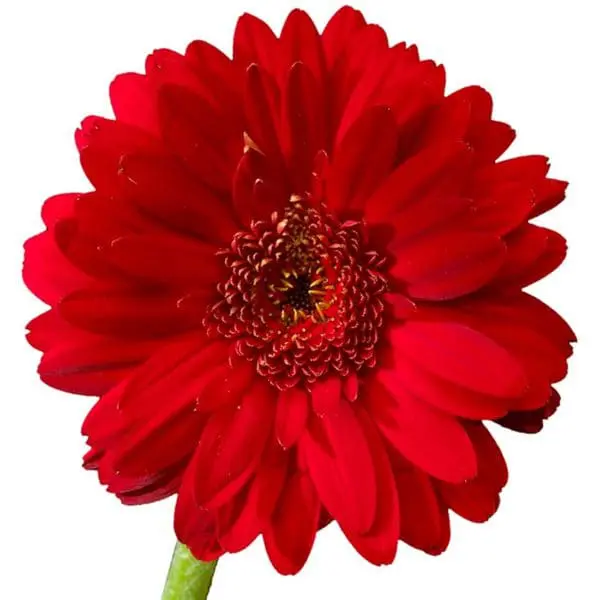 A red flower with green stem and center