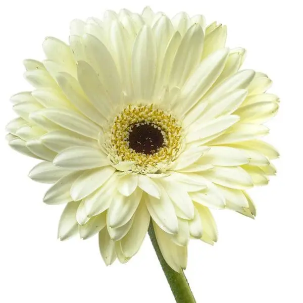 A white flower with brown center and green stem.