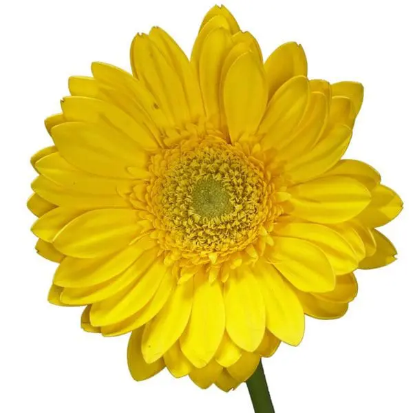 A yellow flower with green stem and center.