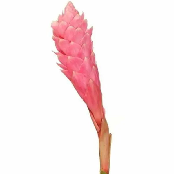 A pink flower is shown on the stalk.