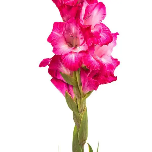 A pink flower with green leaves on top of it.