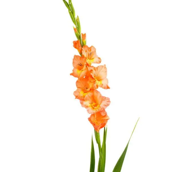 A tall orange flower with green leaves on top of it.