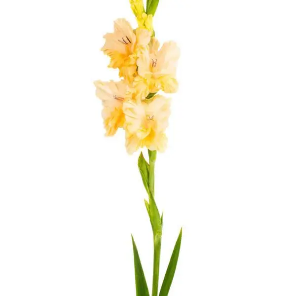 A tall yellow flower with green leaves on it.