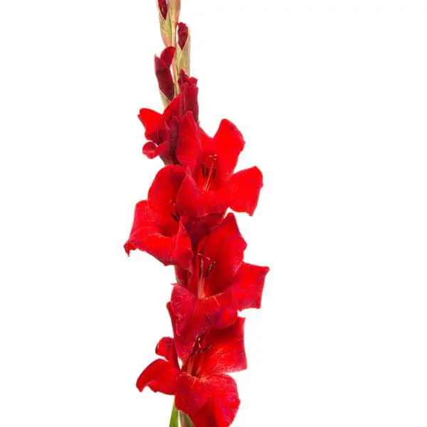 A red flower is hanging from the side of a pole.