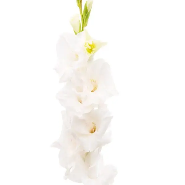 A white flower is hanging from the side of a pole.