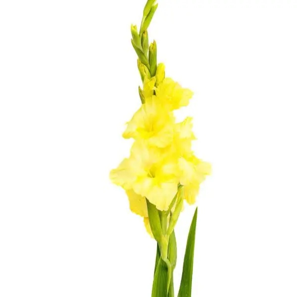 A yellow flower with green leaves on a white background