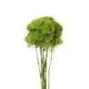 A close up of some green flowers on a white background