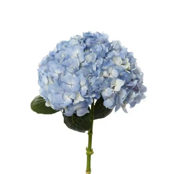 A blue flower is shown on a white background.