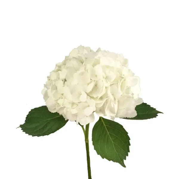 A white flower with green leaves on it.