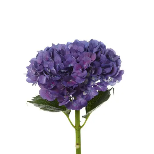 A purple flower with green leaves on a white background