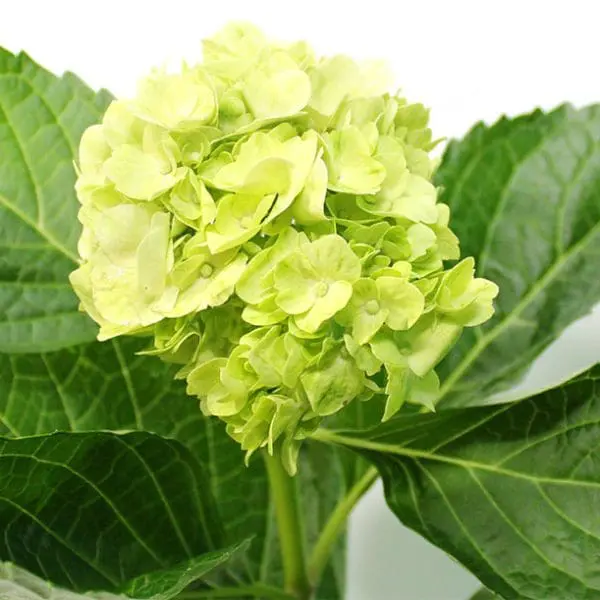 A close up of the flower head of a plant