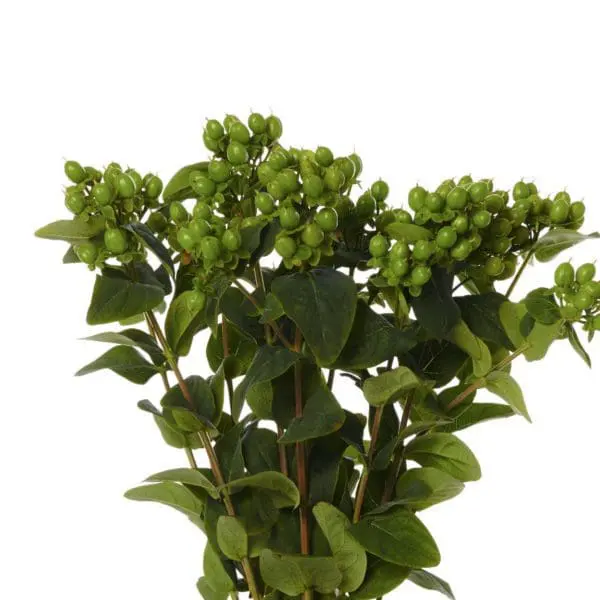 A close up of green flowers with leaves