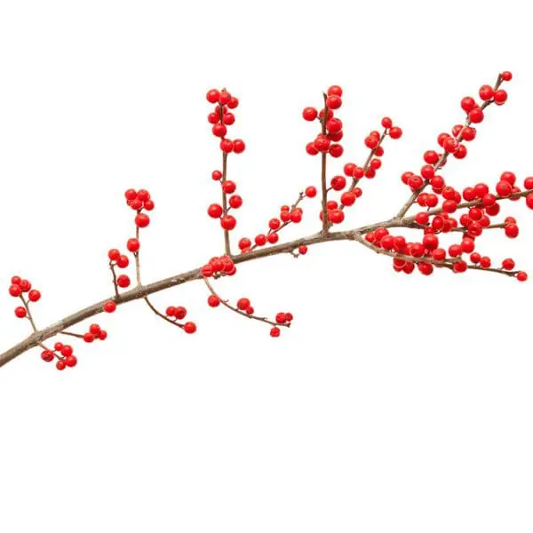 A branch with red berries on it.