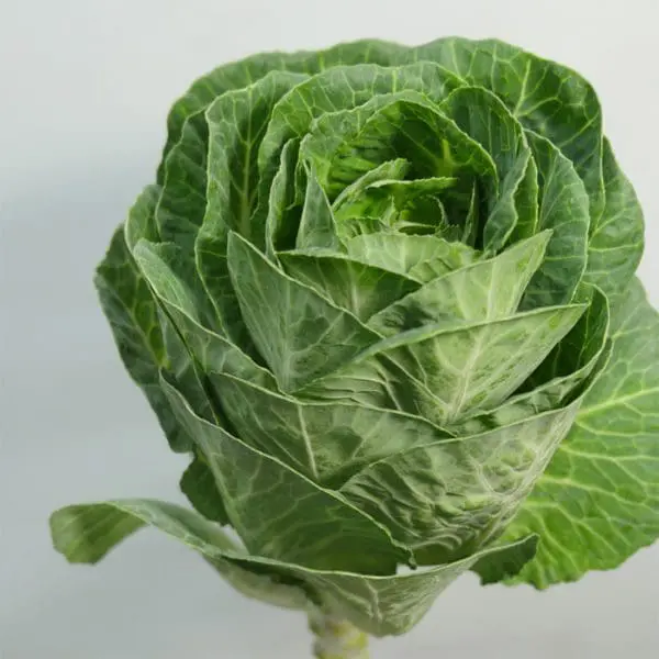 A close up of the head of a cabbage plant.