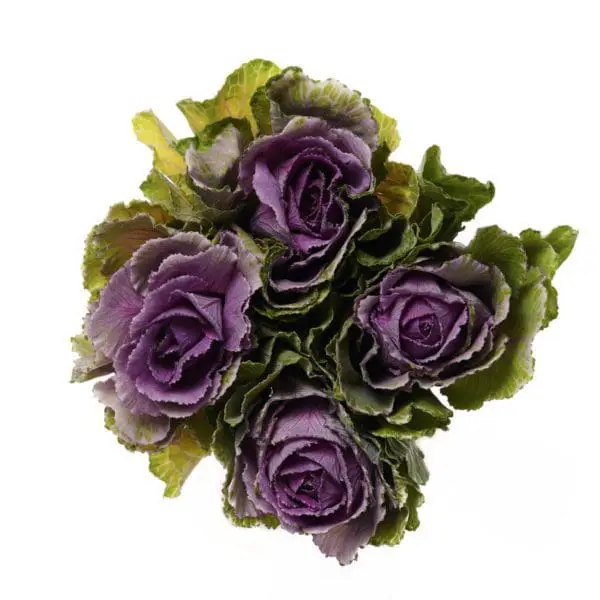 A bouquet of purple flowers on top of white background.