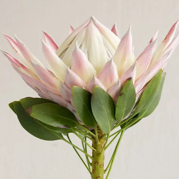 A close up of the flower with leaves