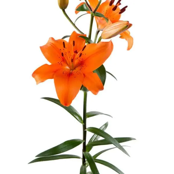 A close up of a flower with leaves