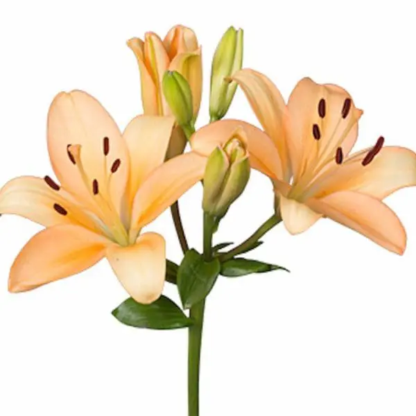 A close up of some flowers on a white background